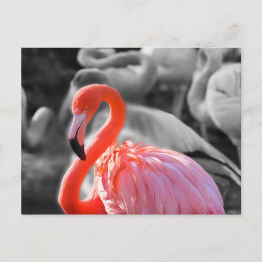 Flamingo Vogelfotografie Briefkaart (Voorkant)