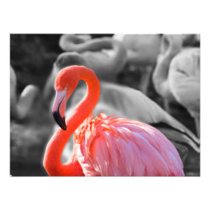 Flamingo Vogelfotografie Foto Afdruk
