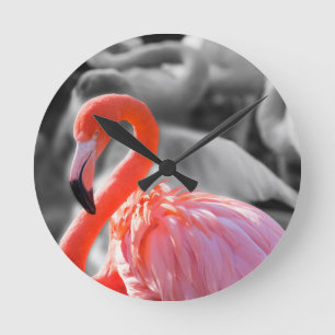 Flamingo Vogelfotografie Ronde Klok