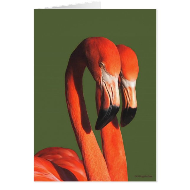 Flamingos (Voorkant)