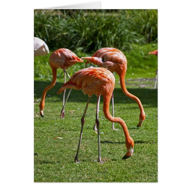 Flamingo's (Voorkant)