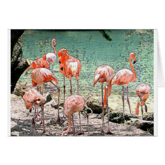 Flamingos