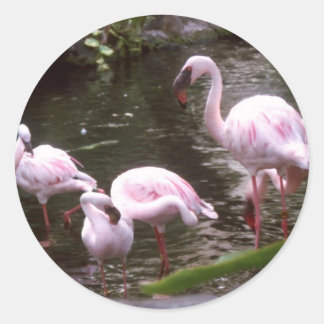 Flamingo's 1 ronde sticker