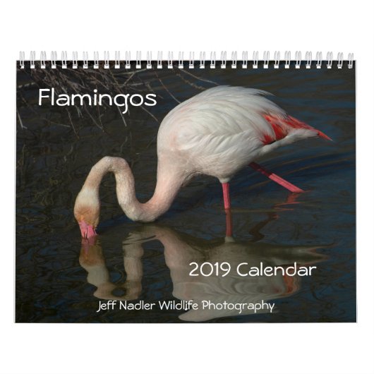 Flamingos 2019 Wall Calendar Kalender (Hoes)