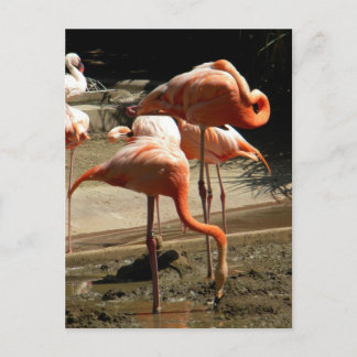 Flamingos 2 briefkaart