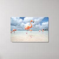 Flamingos Beach Aruba