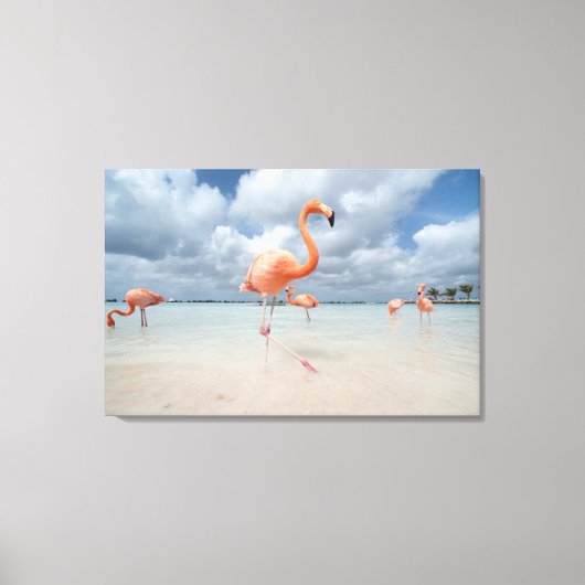 Flamingos Beach Aruba Canvas Afdruk (Voorkant)