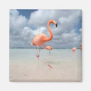 Flamingos Beach Aruba Magneet
