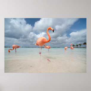 Flamingos Beach Aruba Poster