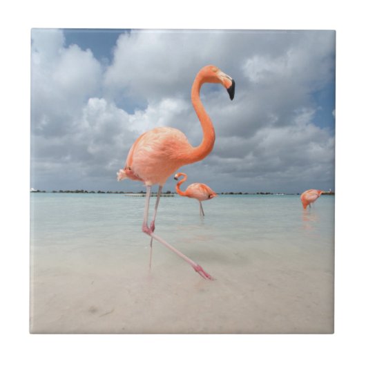 Flamingos Beach Aruba Tegeltje (Voorkant)
