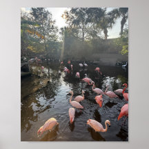 Flamingo's bij zonsopgang Poster