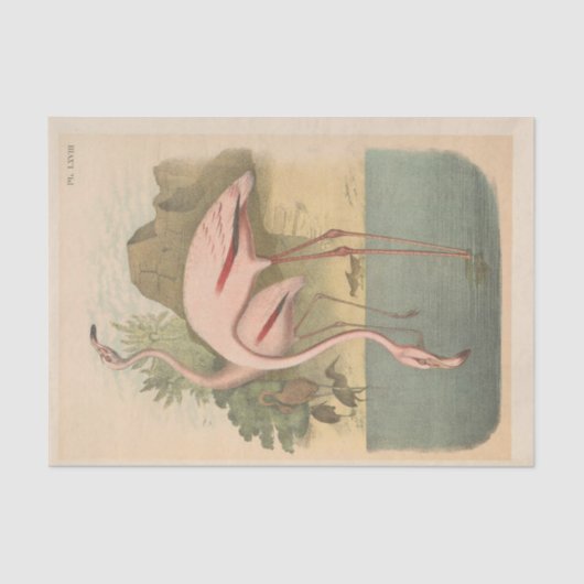 Flamingo's Bird Ephemera Decoupage Tissuepapier (Voorkant)