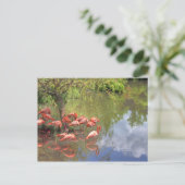 Flamingo's Briefkaart (Staand voorkant)
