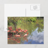 Flamingo's Briefkaart (Voorkant / Achterkant)