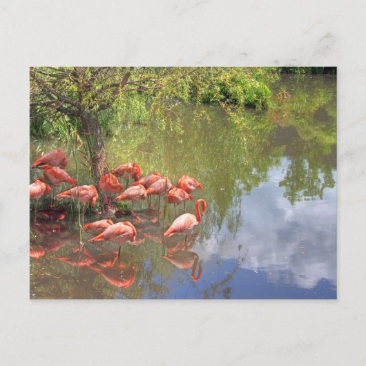 Flamingo's Briefkaart (Voorkant)