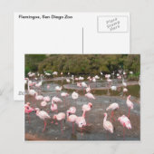 Flamingos briefkaart (Voorkant / Achterkant)