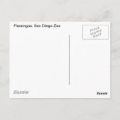 Flamingos briefkaart (Achterkant)