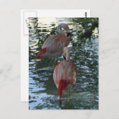 Flamingos Briefkaart (Voorkant / Achterkant)