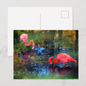 Flamingos Briefkaart (Voorkant / Achterkant)