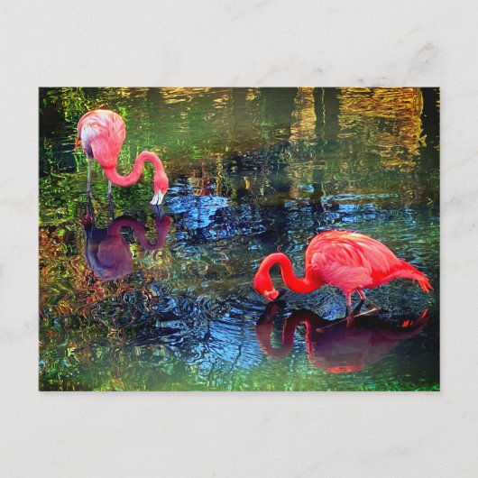 Flamingos Briefkaart (Voorkant)