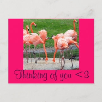 Flamingos Briefkaart