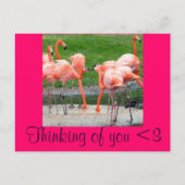 Flamingos Briefkaart (Voorkant)