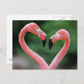 Flamingos briefkaart (Voorkant / Achterkant)