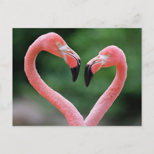 Flamingos briefkaart