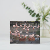 Flamingos Briefkaart (Staand voorkant)