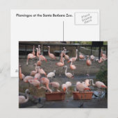 Flamingos Briefkaart (Voorkant / Achterkant)
