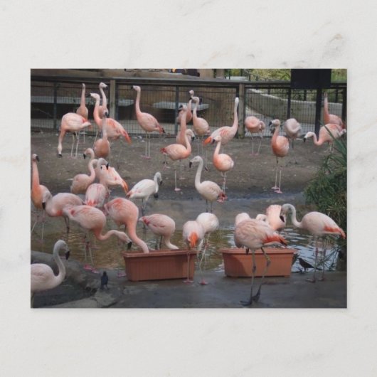 Flamingos Briefkaart (Voorkant)