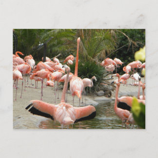 Flamingos Briefkaart