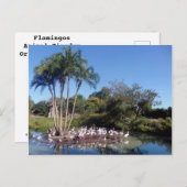 Flamingos Briefkaart (Voorkant / Achterkant)