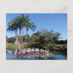 Flamingos Briefkaart