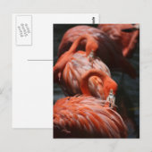 Flamingos Briefkaart (Voorkant / Achterkant)