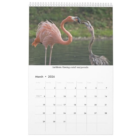 Flamingos Calendar Kalender (Mar 2026)