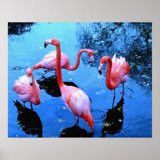 Flamingo's Dansen Poster (Voorkant)