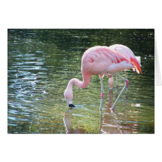 Flamingo's Drink