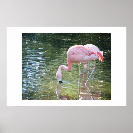 Flamingo's Drink Poster (Voorkant)
