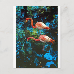 Flamingos FL Briefkaart