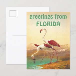 Flamingos-groeten uit Florida Briefkaart