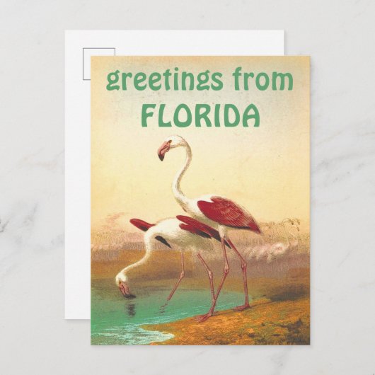 Flamingos-groeten uit Florida Briefkaart (Voorkant / Achterkant)