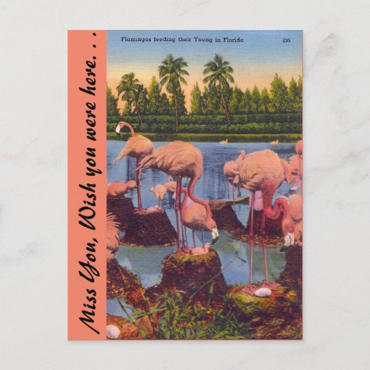 Flamingos in Florida Briefkaart (Voorkant)
