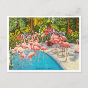 Flamingos in Florida Travel Briefkaart