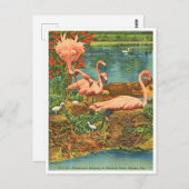  Flamingos in Hialeah Park, Miami, Florida Briefkaart (Voorkant / Achterkant)