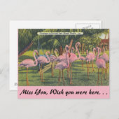 Flamingos in Miami, Florida Briefkaart (Voorkant / Achterkant)