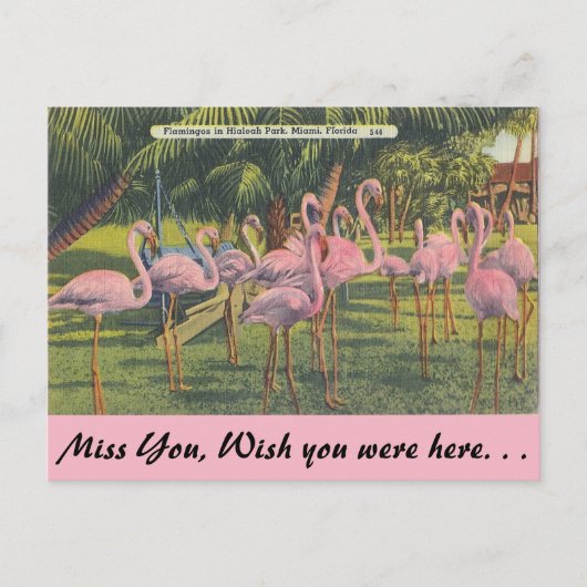 Flamingos in Miami, Florida Briefkaart (Voorkant)