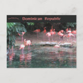 Flamingos in Santo Domingo Dominican Republic Briefkaart (Voorkant)