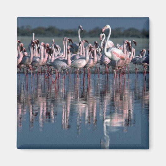 Flamingos Magneet (Voorkant)