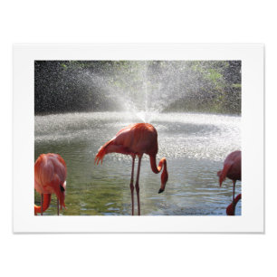 Flamingos op de fontein Foto van Linda Becker Afdruk